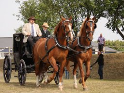 2016 LF Hestedag